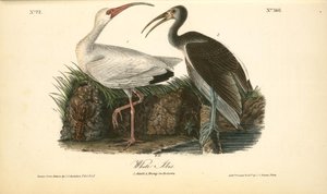 White Ibis. 1. Adult [male]. 2. Young, Second Autumn — John James Audubon