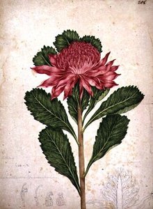 Waratah, Telopea Speciosissima, — John William Lewin