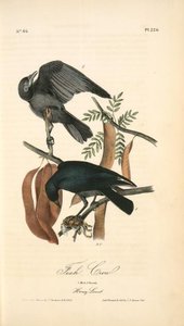 Fish Crow. 1. Male. 2. Female. (honey Locust. [gleditschia Triacanthos] — John James Audubon