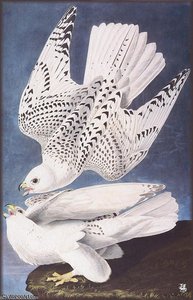 Falcon — John James Audubon