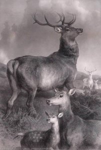 Wild Deer At Chillingham — Thomas Landseer