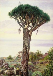 Dragon Tree At San Juan De Rambla, Teneriffe — Marianne North