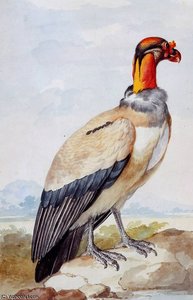 condor sun