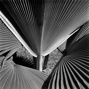 Carnauba Leaf, Fortaleza, Ce. Brazil — Marcel Gautherot, Contemporary Realism