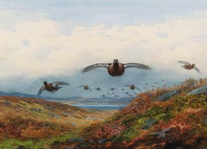 Red Grouse In Flight Over Moorland — Archibald Thorburn