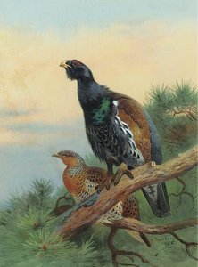 Capercaillie On A Scot's Pine — Archibald Thorburn