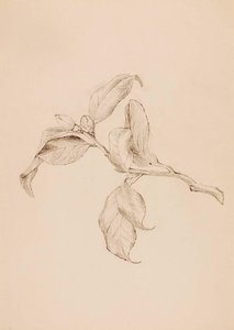 Gardenia Leaves and Buds