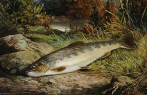 Fish On A Grassy Riverbank — Benjamin Hold