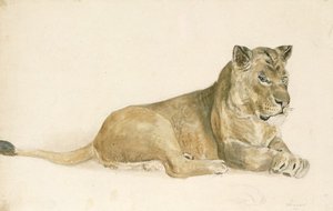 A Lioness — John Frederick Lewis