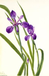 Iris (iris Species) — Mary Vaux Walcott