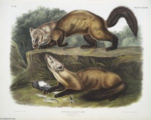Mustela Martes, Pine Marten. Male ^ Female. Winter Pelage. Natural Size — John James Audubon