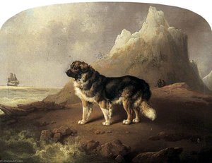 Newfoundland Dog