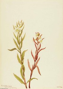 Pedicularis Raremosa — Mary Vaux Walcott
