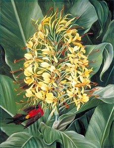 Hedychium Gardnerianum And Sunbird, India — Marianne North