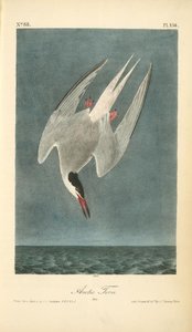 Arctic Tern. Male — John James Audubon