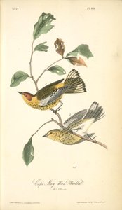 Cape May Wood-warbler, 1. Male, 2. Female — John James Audubon