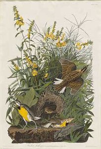 Meadow Lark — Robert Havell