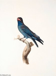 Eurystomus Gularis — Jacques Barraband, Naturalistic Illustration