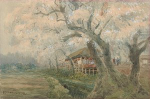 Landscape With Cherries In Full Blossom — Banka Maruyama