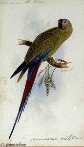 A Varied Lorikeet, Trichoglossus Versicolor — Edward Lear
