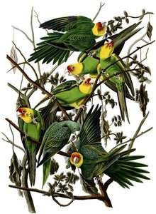 Carolina Parakeet — John James Audubon