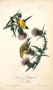 American Goldfinch. 1. Male. 2. Female — John James Audubon