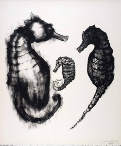 (a Bestiary, Portfolio) Sea Horses — Aubrey Schwartz