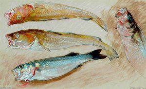 Study Of Four Fish For 'the Mackerel Nets' — William Shackleton