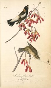 Wandering Rice-bird. 1. Male. 2. Female. (red Maple. Acer Rubrum.) — John James Audubon