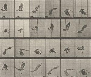 Red Tailed Hawk Flying Plate 763 From Animal Locomotion — Eadweard J Muybridge