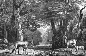 Timucua Hunting Deer — Jacques (de Morgues) Le Moyne