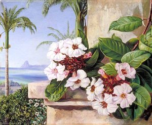 Foliage And Flowers Of A Climbing Plant — Marianne North