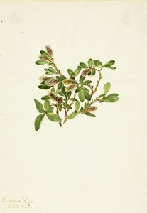 Rock Willow (salix Petrophila) — Mary Morris Vaux Walcott