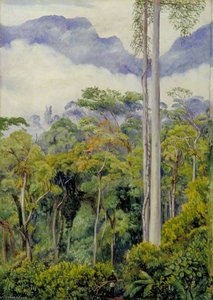 Road Making In The Tegora Forest, Sarawak, Borneo — Marianne North, Victorian Naturalism