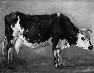 Etude de vache