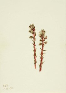 Red Pinesap (hypopitys Lanuginosa) — Mary Vaux Walcott, Botanical Illustration