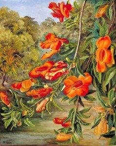 Foliage And Flowers Of An Indian Tree — Marianne North, Botanical Realism