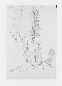 Ash And Alder Aug 18 1885 — William Trost Richards