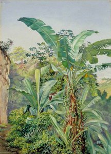 Study Of Banana And Trumpet Tree, Jamaica — Marianne North