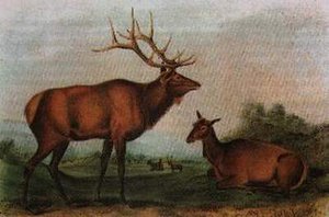 Eastern Elk — John James Audubon