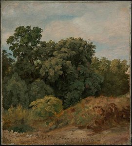 Study Of A Clump Of Trees — Jasper Francis Cropsey