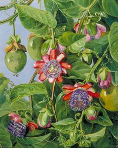 Flowers And Fruit Of The Maricojas Passion Flower, Brazil — Marianne North, Botanical Romanticism