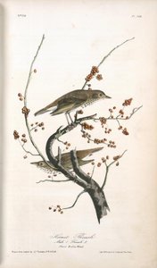 Hermit Thrush . 1. Male. 2. Female. (plant. Robin Wood.) — John James Audubon