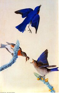 Eastern Bluebird — John James Audubon