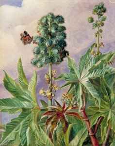 Palma Christi Or Castor Oil, Painted In Brazil — Marianne North, Naturalism