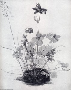 The Piece Of Turf With The Columbine — Albrecht Dürer