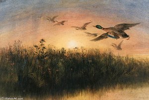 Mallards Taking Flight At Sunset — Andrew Nicholl