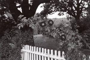 Pomona, New York — Lee Friedlander