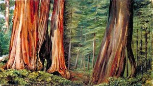 The Mariposa Grove Of Big Trees, California — Marianne North