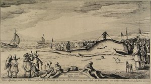 Sperm Whale On The Beach Of Noordwijk — Esaias Van De Velde